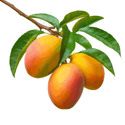 Mangoes